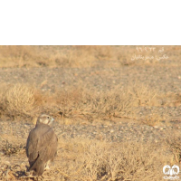 گونه بالابان Saker Falcon